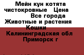 Мейн-кун котята чистокровные › Цена ­ 25 000 - Все города Животные и растения » Кошки   . Калининградская обл.,Приморск г.